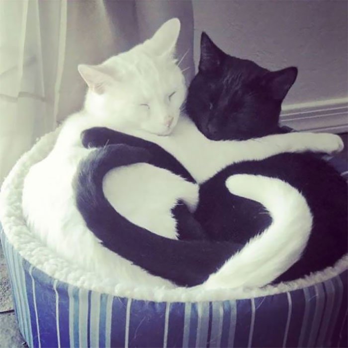 imágenes de gatitos durmiendo