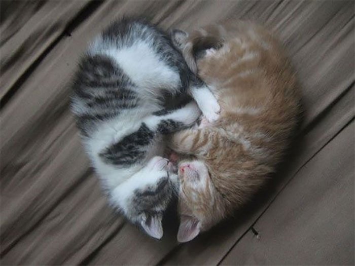 fotografías-de-gatitos (11)