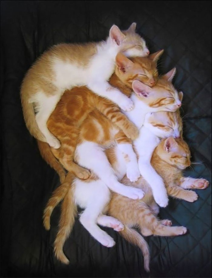 imágenes de gatitos durmiendo