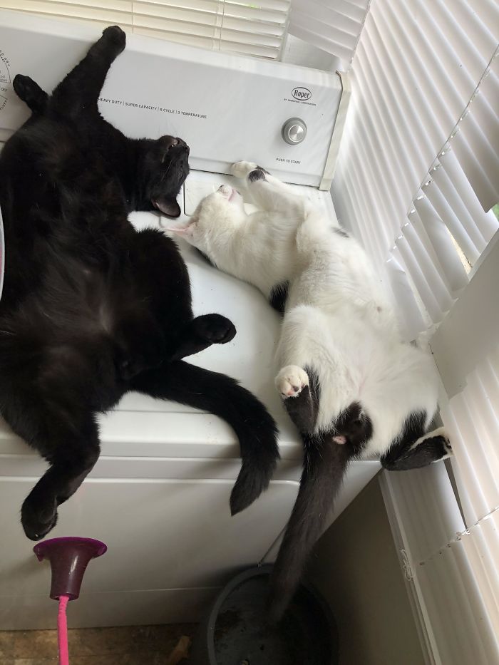 imágenes de gatitos durmiendo