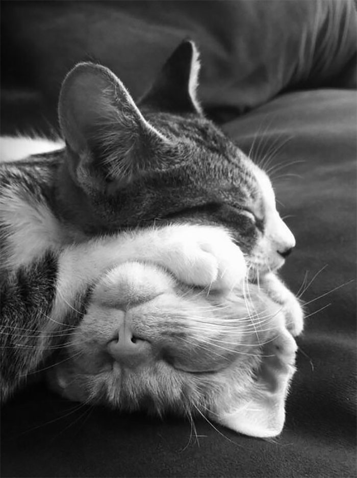 imágenes de gatitos durmiendo