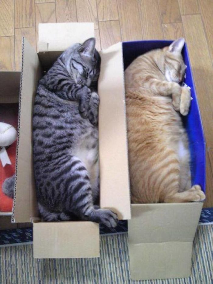 imágenes de gatitos durmiendo