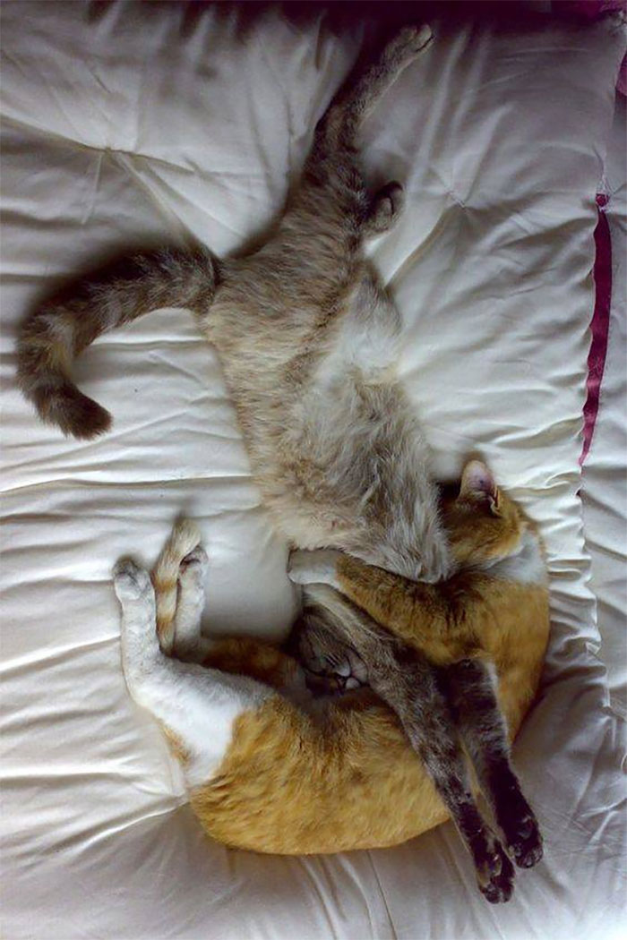 imágenes de gatitos durmiendo