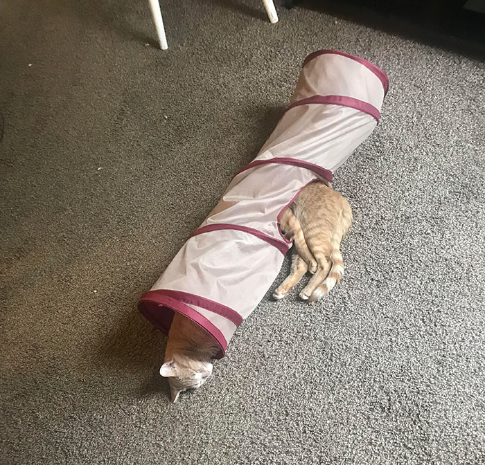 imágenes de gatitos durmiendo