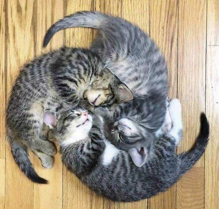 fotografías-de-gatitos (2)