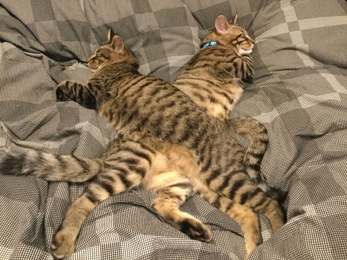 imágenes de gatitos durmiendo
