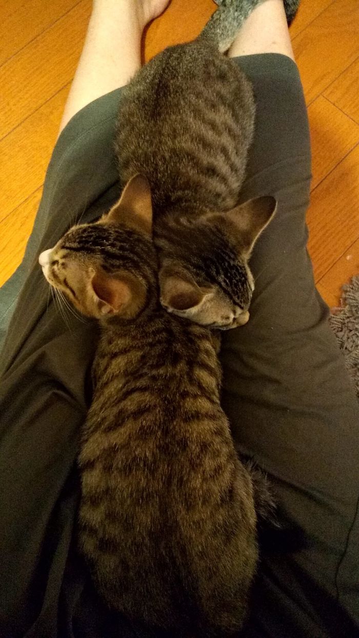 imágenes de gatitos durmiendo