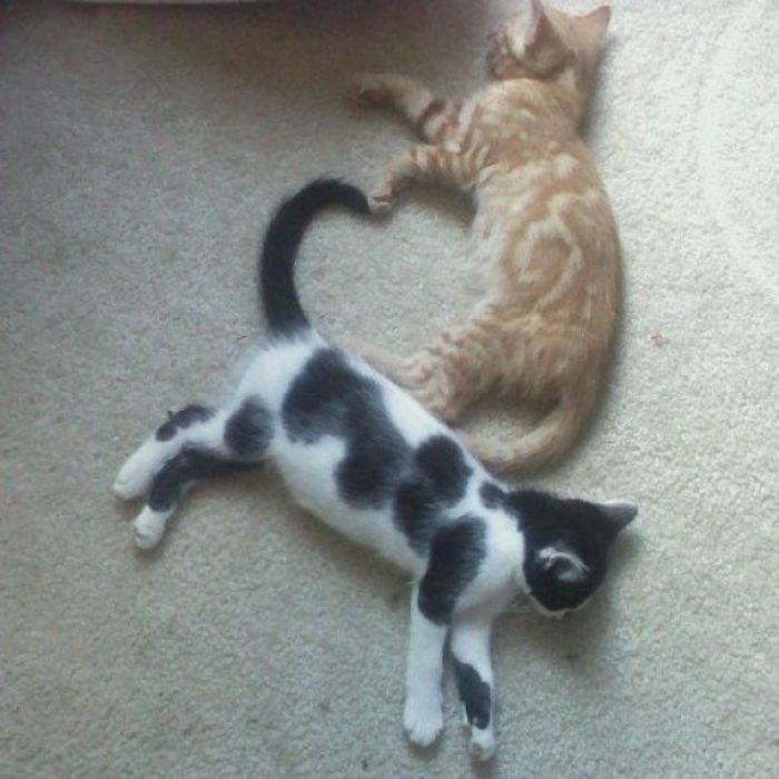 imágenes de gatitos durmiendo