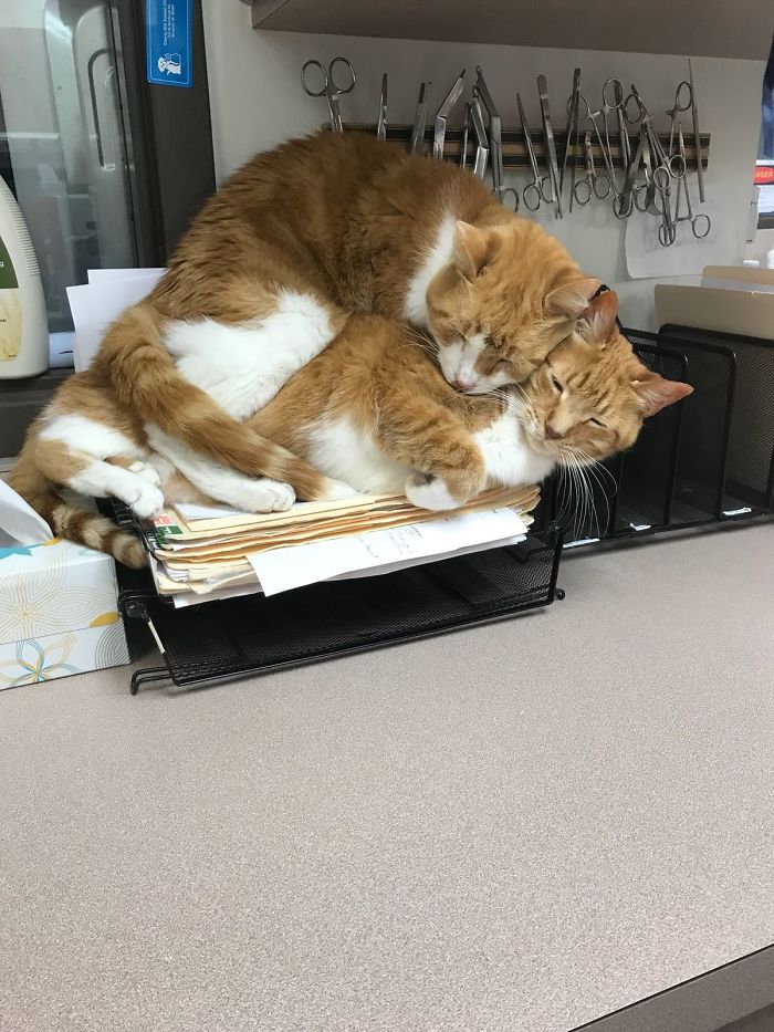 imágenes de gatitos durmiendo