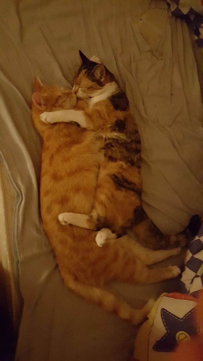 imágenes de gatitos durmiendo