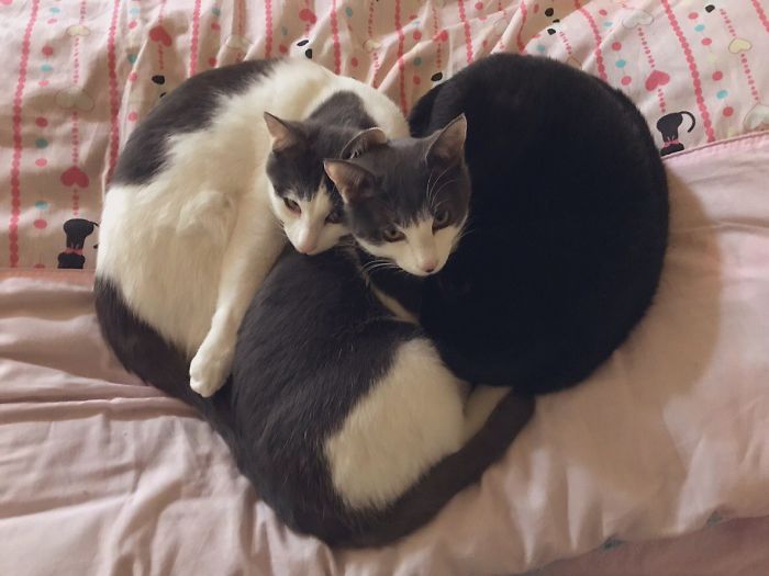 imágenes de gatitos durmiendo