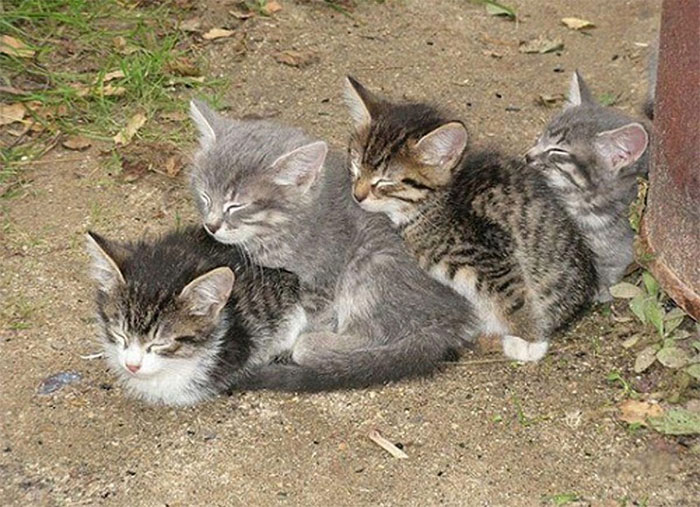 fotografías-de-gatitos (7)