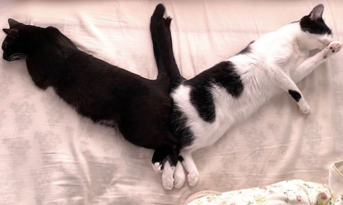 fotografías-de-gatitos (8)