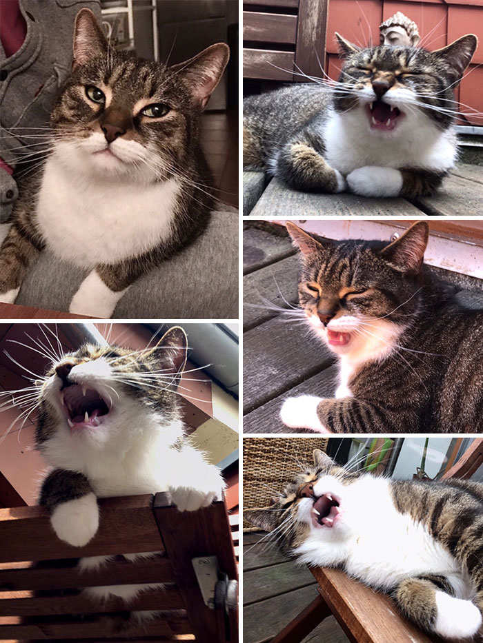 Cuando Empiezan A Caminar Los Gatos