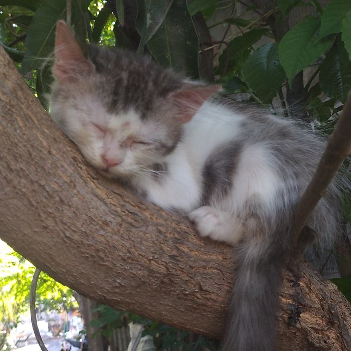 imágenes-de-gatos (17)