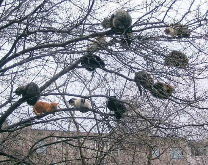 imágenes-de-gatos (2)