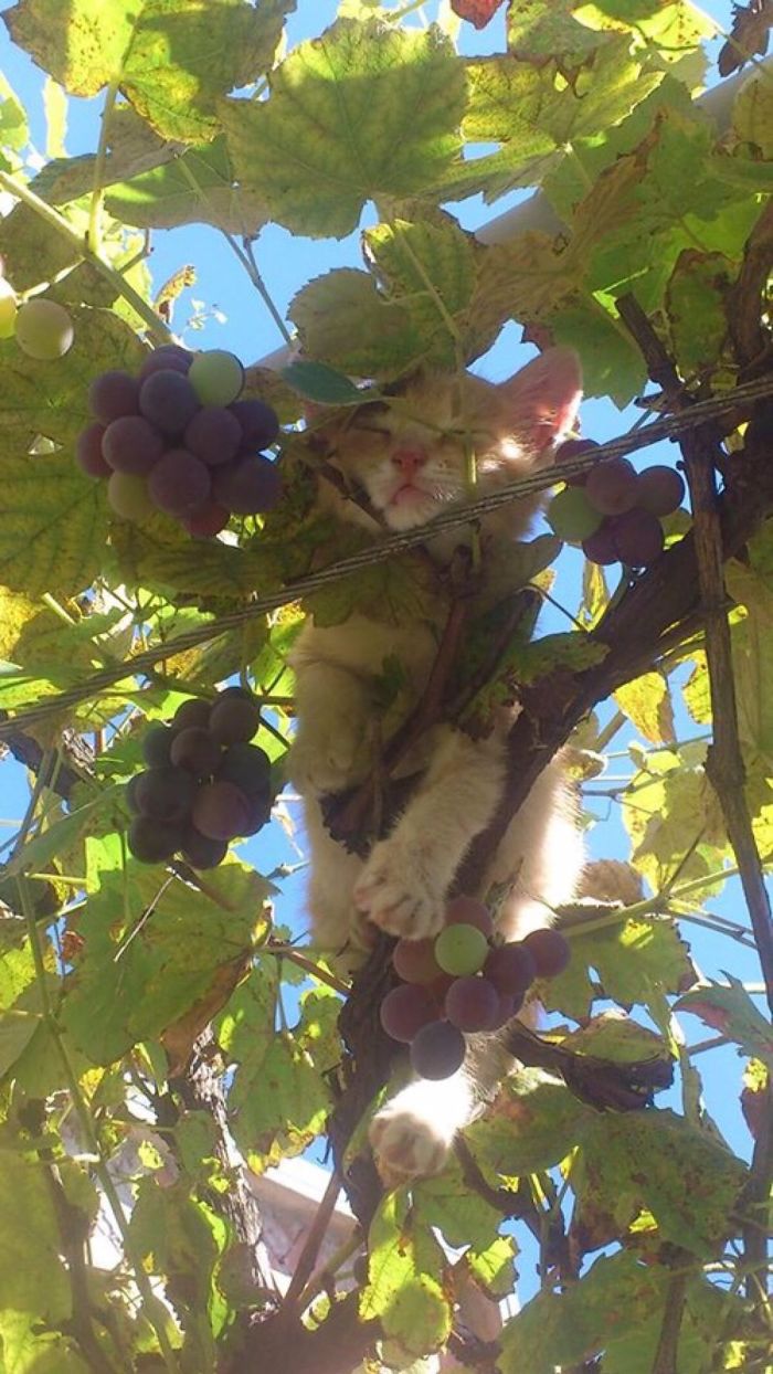 imágenes-de-gatos (3)