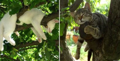 imágenes-de-gatos