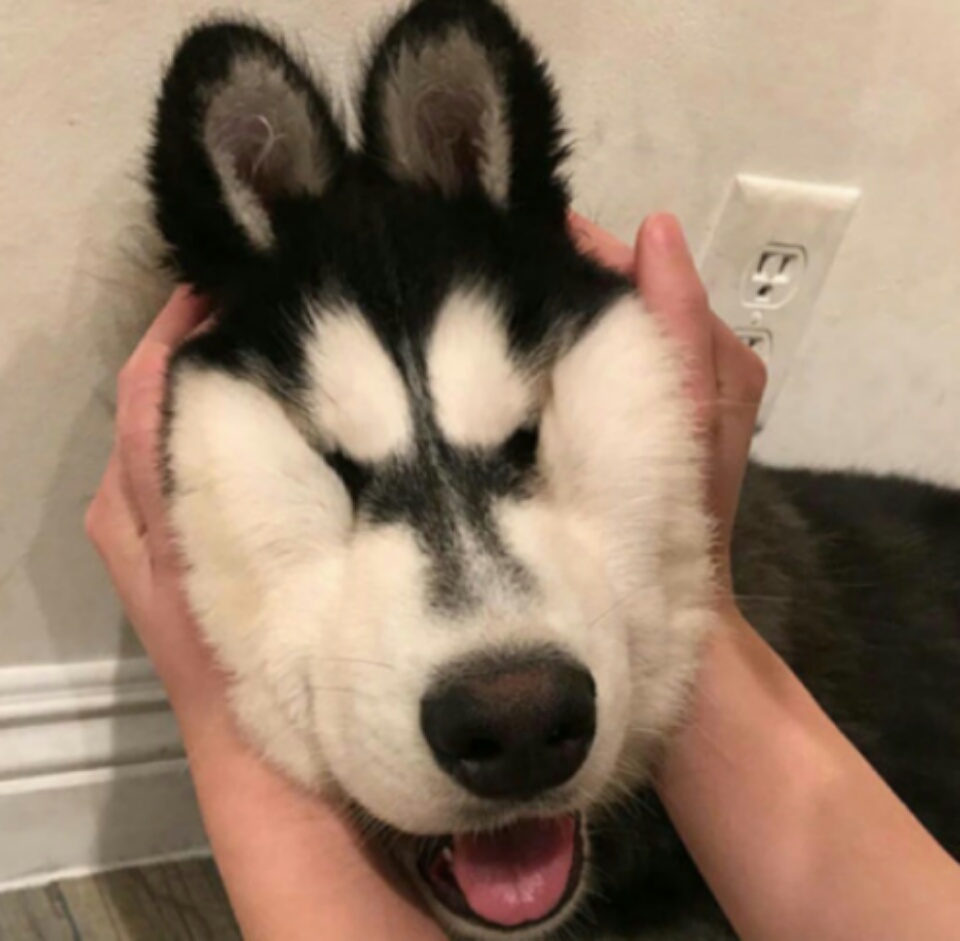imagenes-de-perros (1)