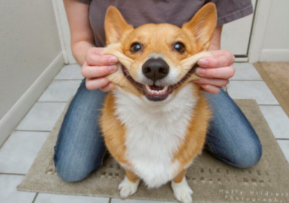 imagenes-de-perros (11)