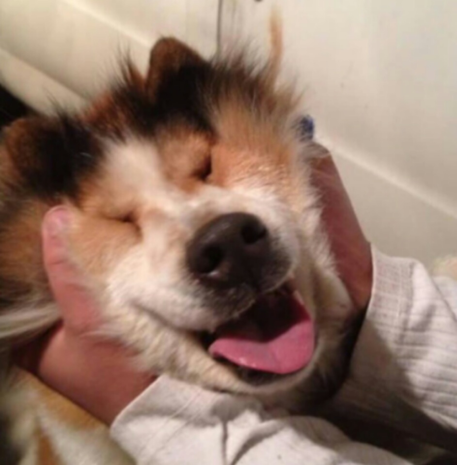 imagenes-de-perros (13)