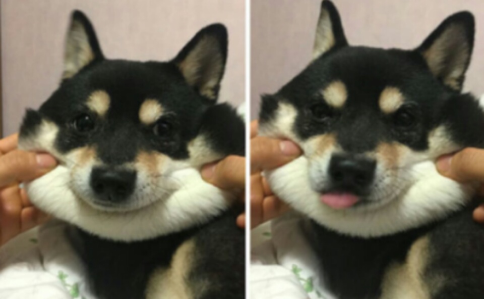 imagenes-de-perros (2)