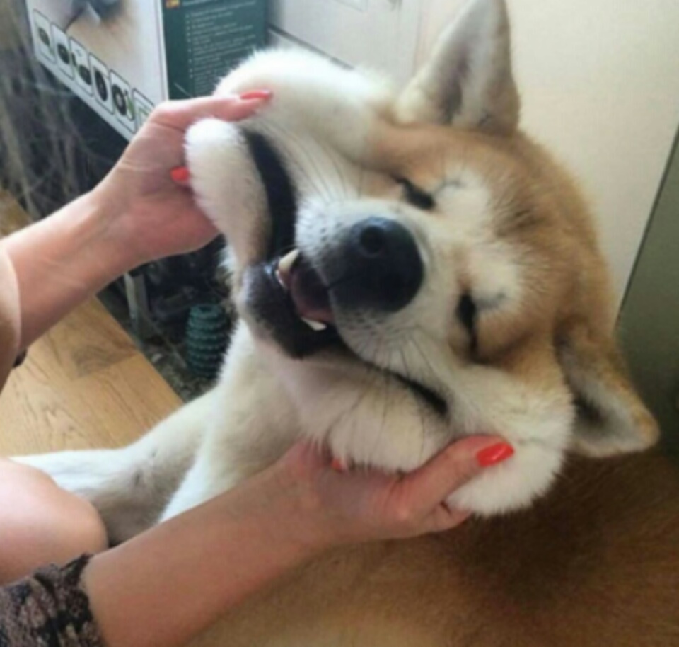 imagenes-de-perros (3)