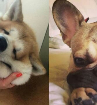 imagenes-de-perros