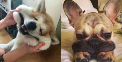 imagenes-de-perros
