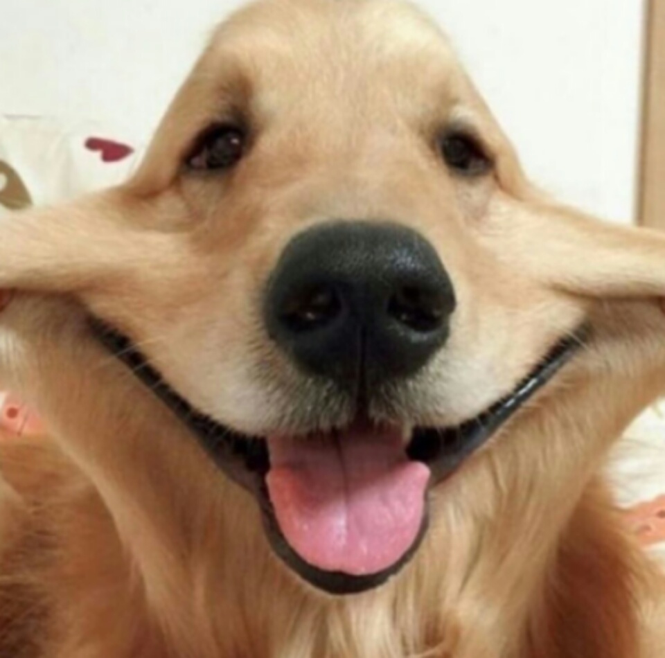 imagenes-de-perros (4)