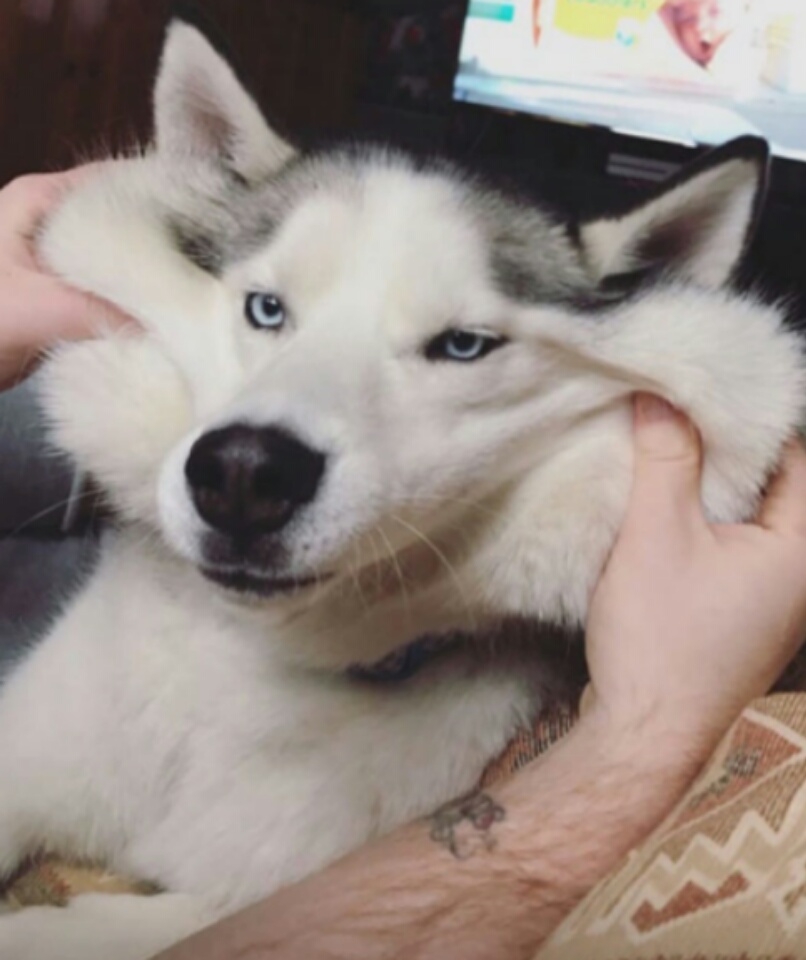 imagenes-de-perros (6)
