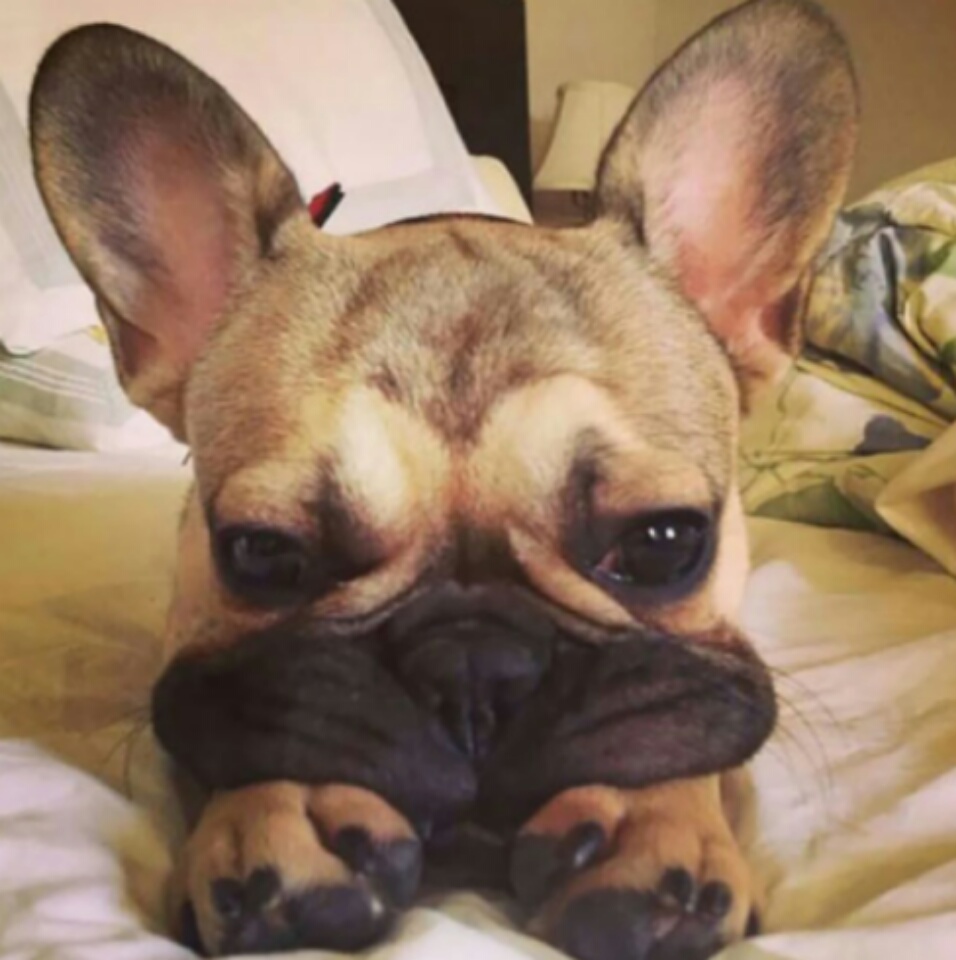 imagenes-de-perros (7)
