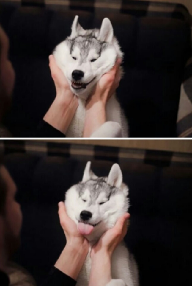 imagenes-de-perros (9)