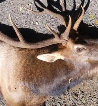 cazador resultó muerto por un siervo