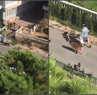 encantadora de animales de Turquía
