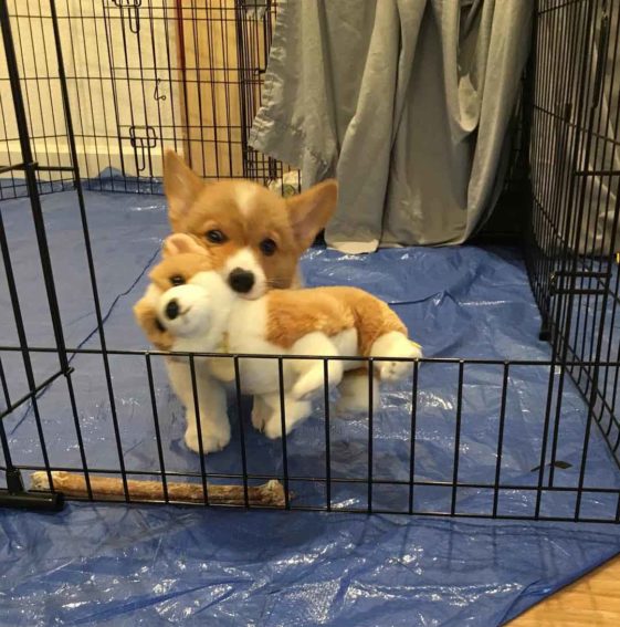 perros con sus juguetes preferidos