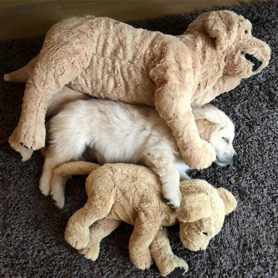 perros con sus juguetes preferidos
