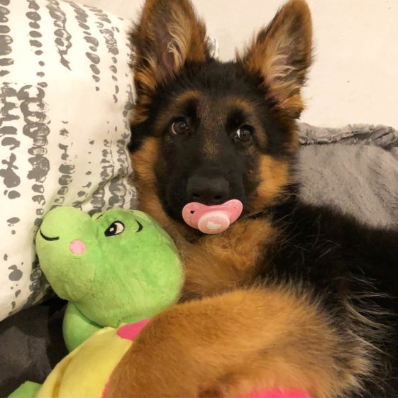 perros con sus juguetes preferidos