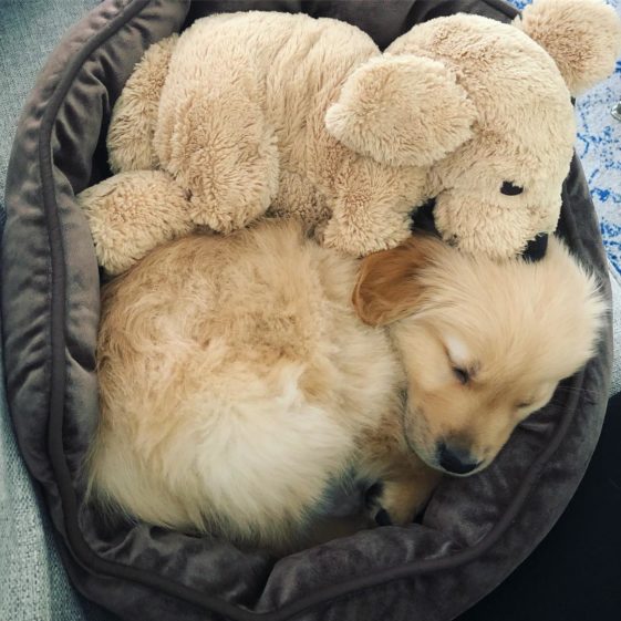 perros con sus juguetes preferidos