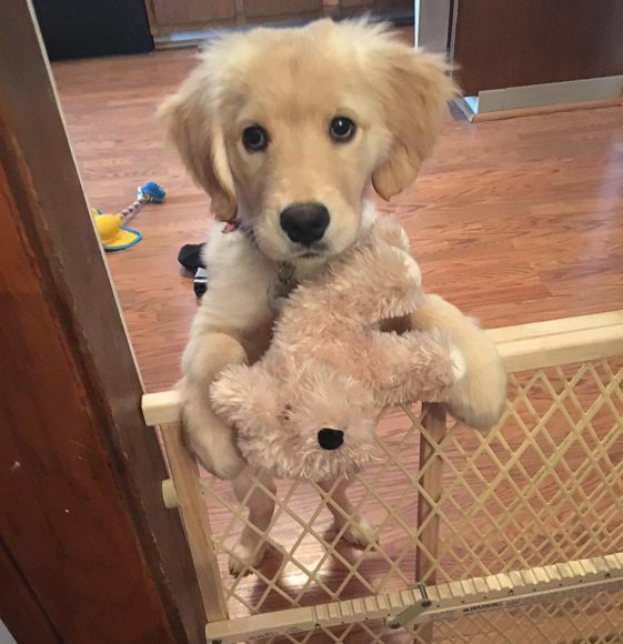 perros con sus juguetes preferidos