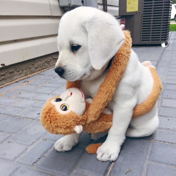 perros con sus juguetes preferidos