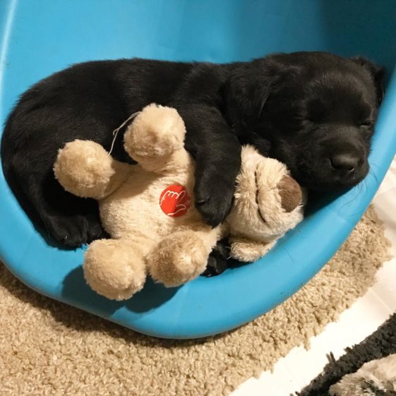 perros con sus juguetes preferidos