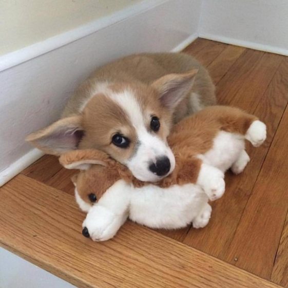 perros con sus juguetes preferidos