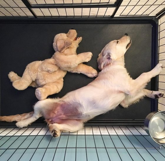 perros con sus juguetes preferidos