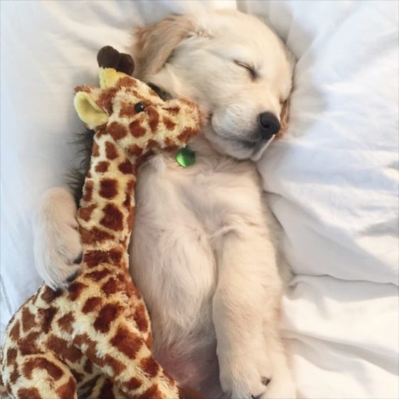 perros con sus juguetes preferidos