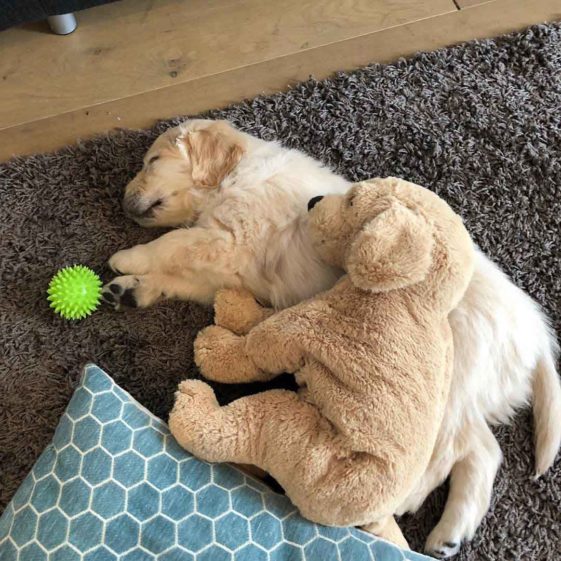 perros con sus juguetes preferidos