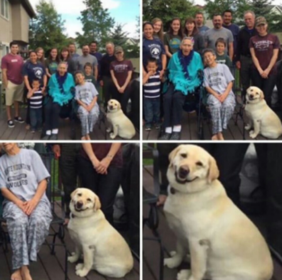 memes-de-animales (12)