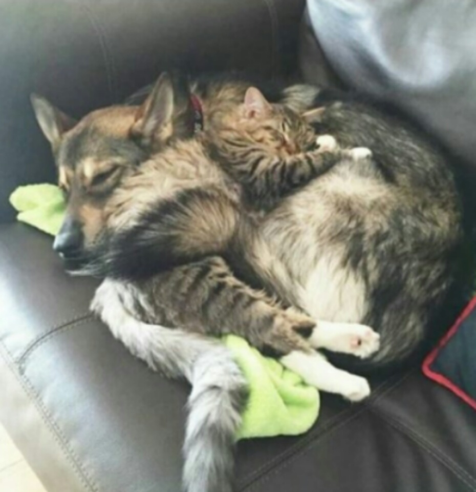 memes-de-animales (17)