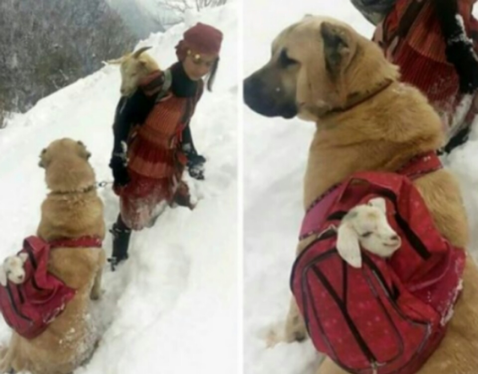 memes-de-animales (24)