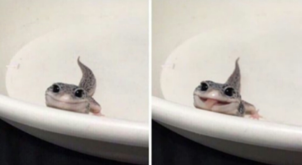 memes-de-animales (25)